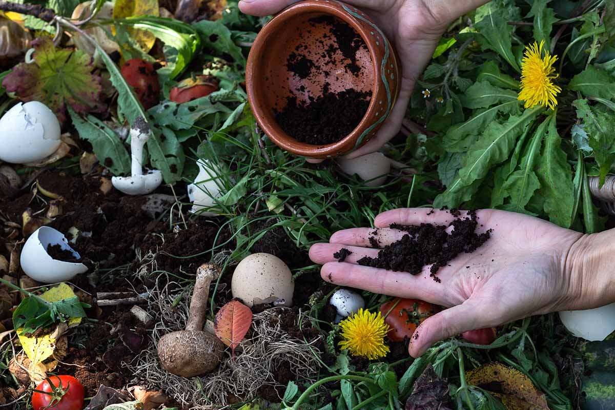 what plants like coffee grounds