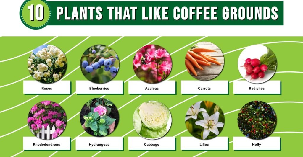 what plants like coffee grounds